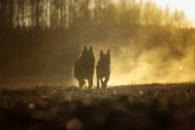 Rear view of dogs walking on field