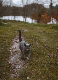 Dog running on field