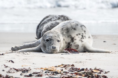 Lion lying on beach