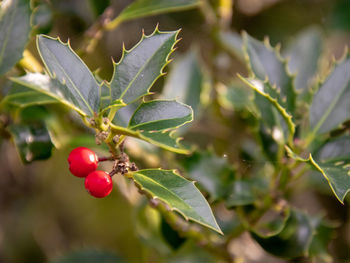 Close-up of berries growing on tree