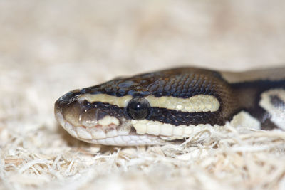 Close-up of snake in zoo