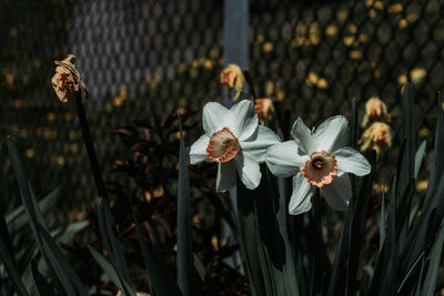 Close-up of white flowering plants on field