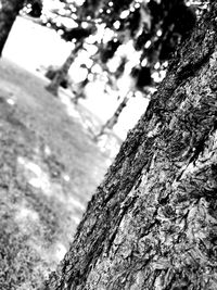 Close-up of tree trunk