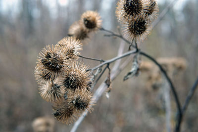 Close-up of dried plant