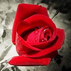 Close-up of red rose