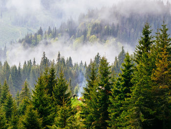 Panoramic view of pine trees in forest against sky