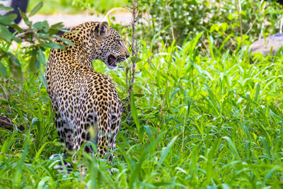 Leopard in lush green grass