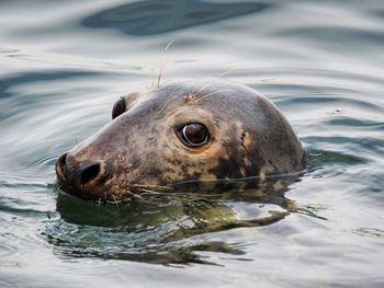 Close-up of seal in sea