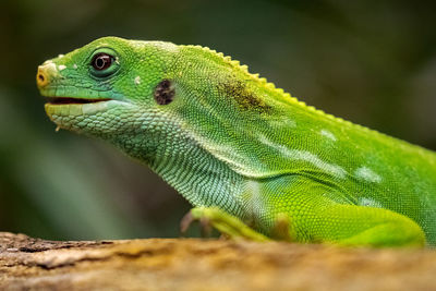 Close-up of green lizard