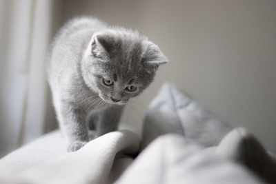 Close-up portrait of kitten on bed at home