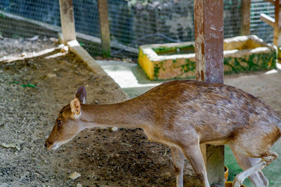 A deer walking in the cage.