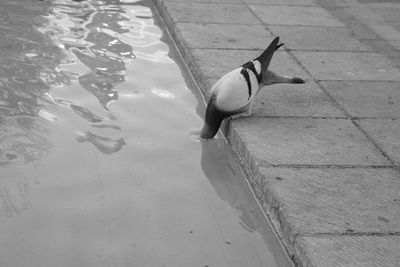 High angle view of bird perching on water