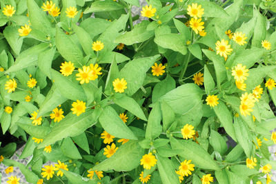 High angle view of yellow flowering plants