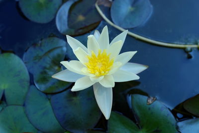 Close-up of lotus water lily