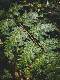 Full frame shot of leaves