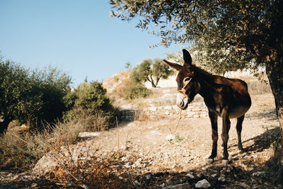 Donkey on a field