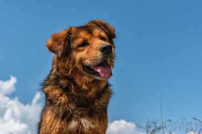 Low angle view of dog looking away against sky