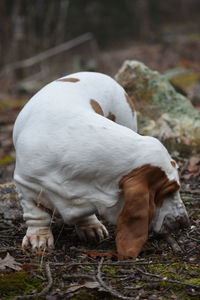 Close-up of a white dog