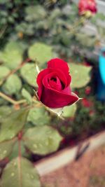 Close-up of pink rose