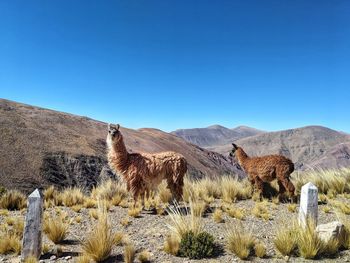 Peruvian wildlife alpacas llamas in the mountain