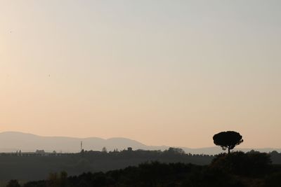 Silhouette trees against clear sky during sunset