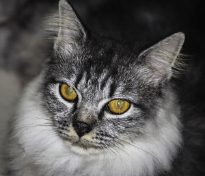 Close-up portrait of cat