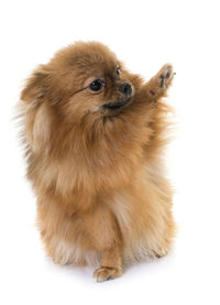 High angle view of puppy sitting on white background