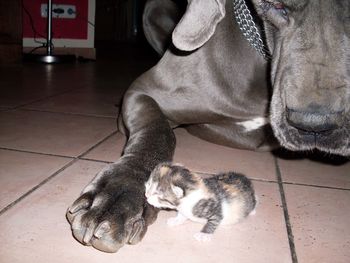 Dog lying on floor