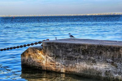 Birds perching on sea against sky