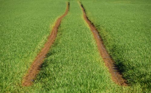 Scenic view of wheat field