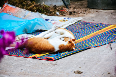 Multi colored cat lying on street