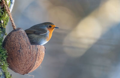 Close-up of bird perching on branch