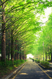 People walking on pathway along trees
