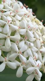 Close-up of white flowering plant