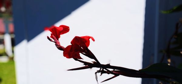 Close-up of red rose flower