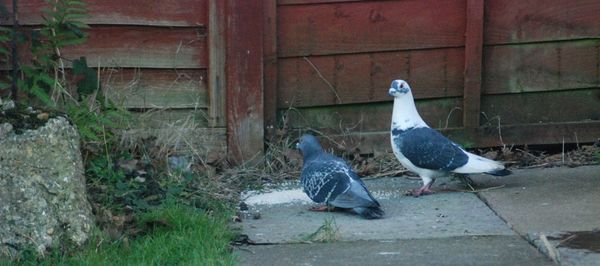 Pigeons perching on wall