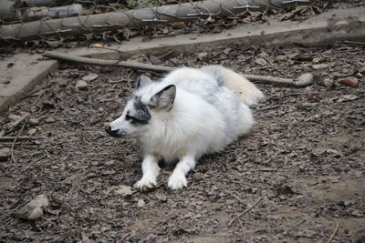 High angle view of white cat on field