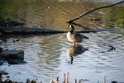 Bird in a lake