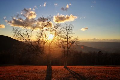 Silhouette trees on field against sky at sunset