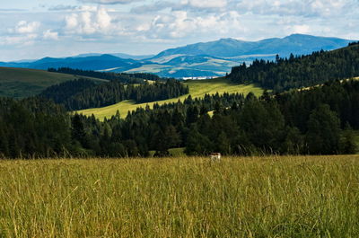 Mountain landscape in the summer. pieniny national park. polish-slovakian border