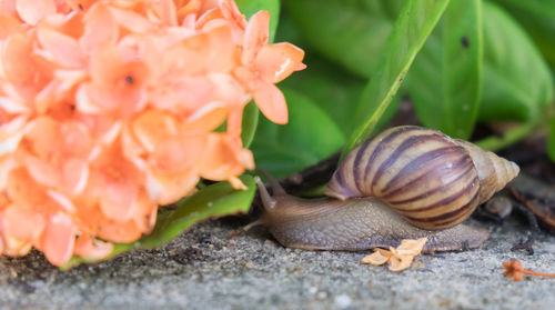 Snail on the floor near flower