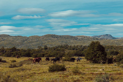 Horses grazing on field against mountains