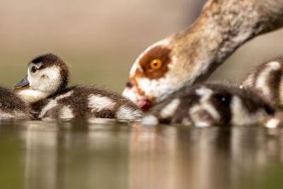 Close-up of birds drinking water