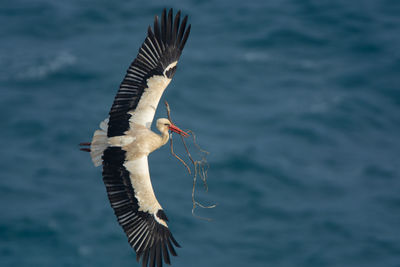 Bird flying over sea