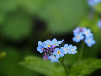 Close-up of flowers blooming outdoors