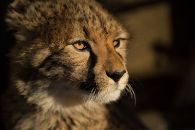 Close-up of cat