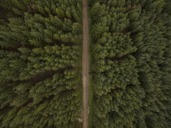 Aerial view of country road amidst pine trees in forest