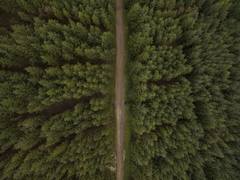 High angle view of pine trees in forest