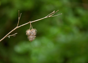 Close-up of plant