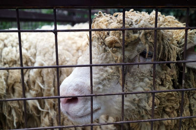 The face of a white sheep in the cage photo